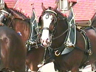 [PHOTO: Clydesdale]