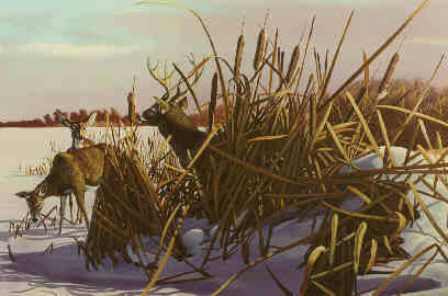 Among the Cattails